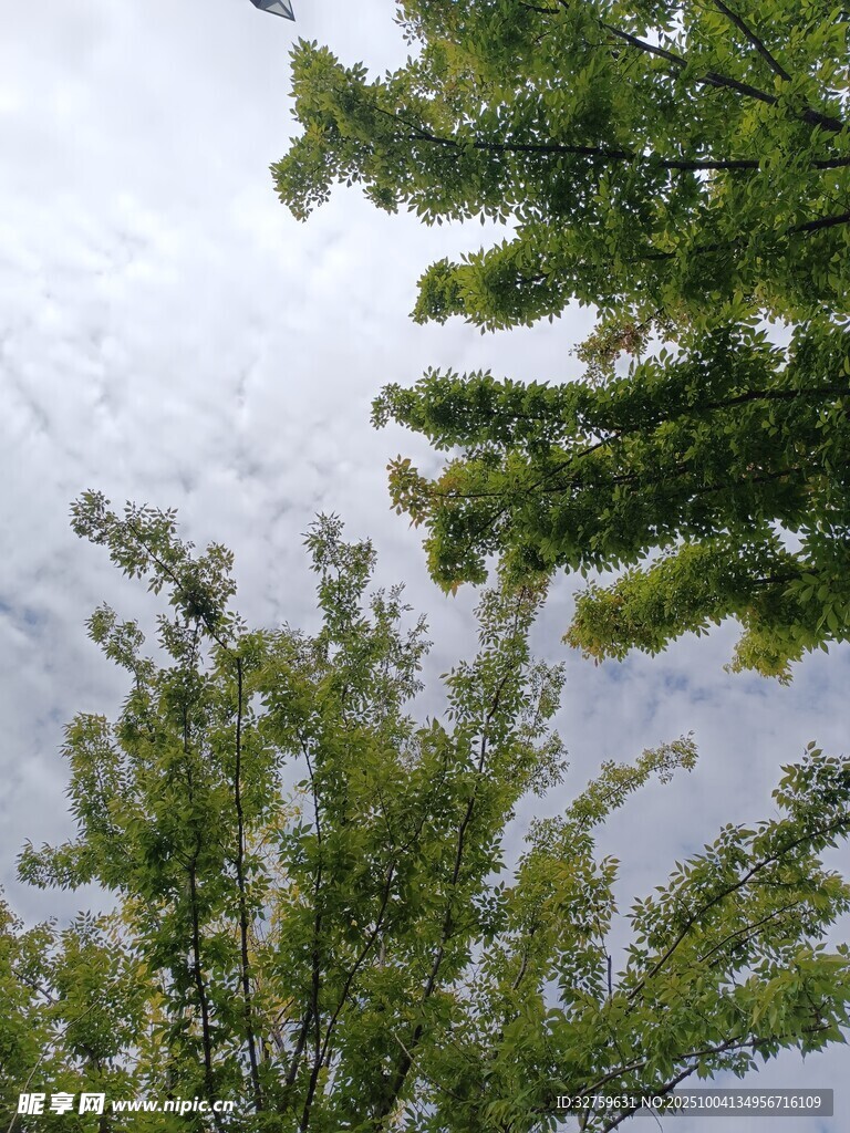 仰视绿树与天空景象
