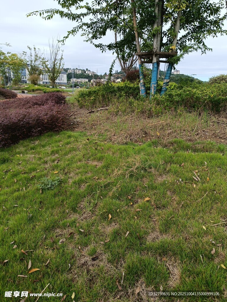 户外草地与树木景观