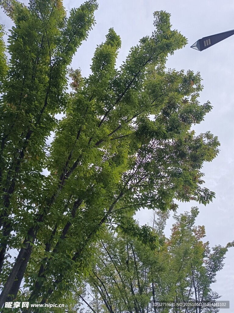 繁茂绿树 
