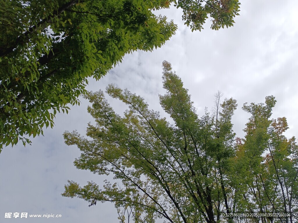 仰视绿树与天空景象