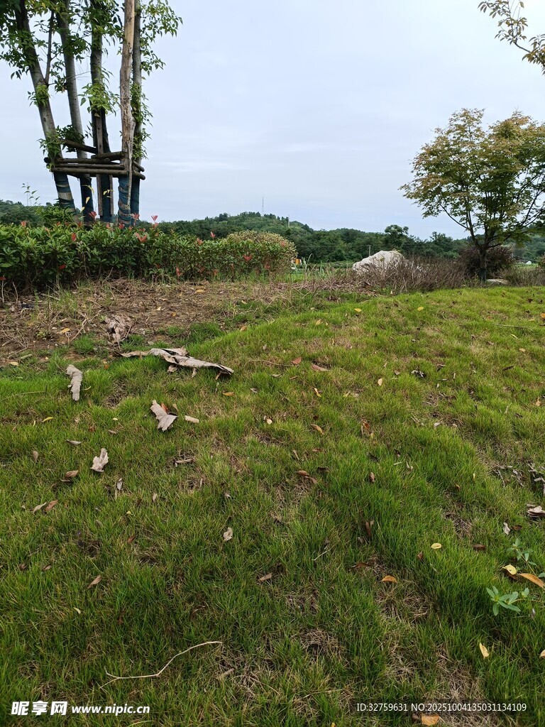 野外草地与树木风景