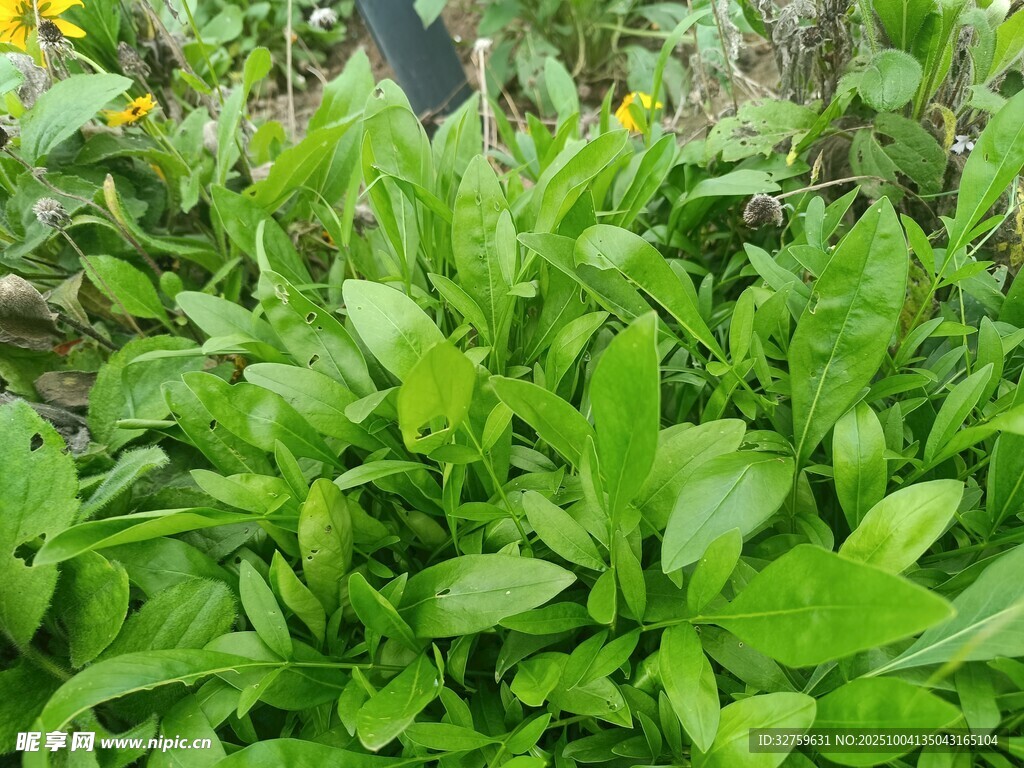 翠绿鲜嫩的绿叶植物