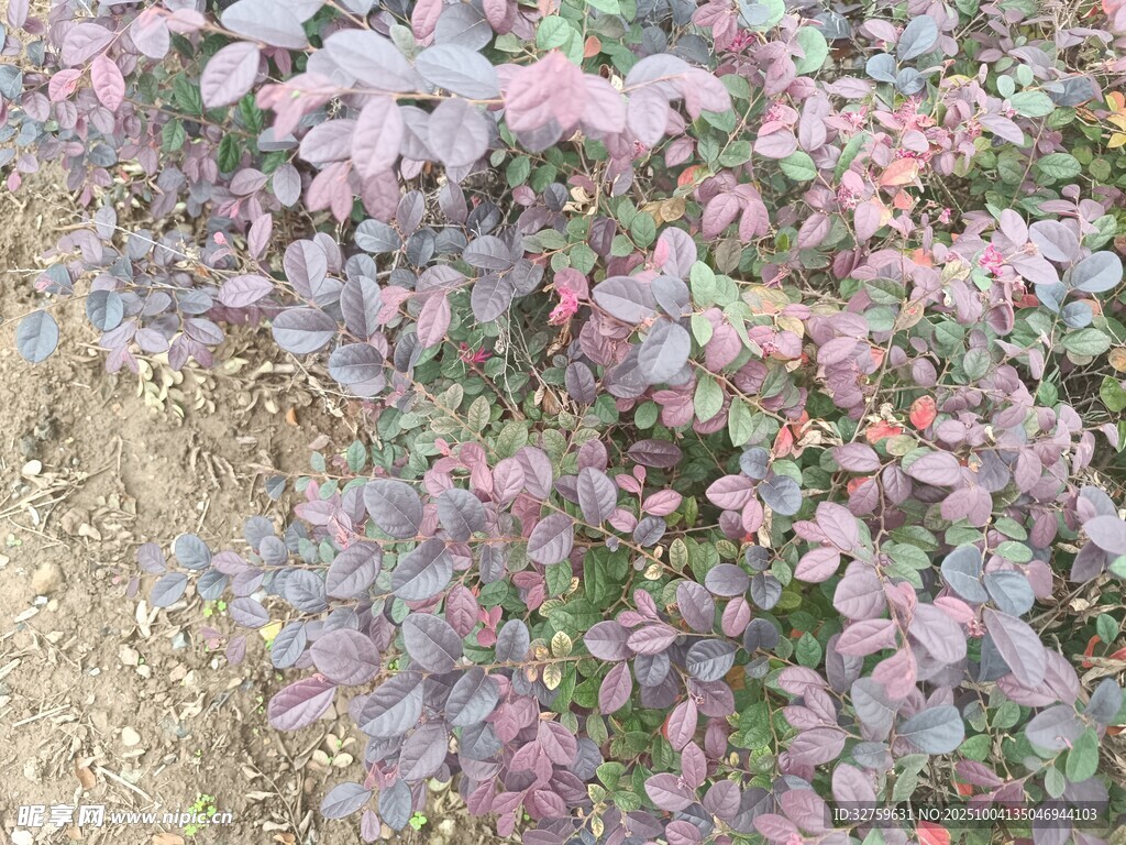 紫叶小檗植物特写