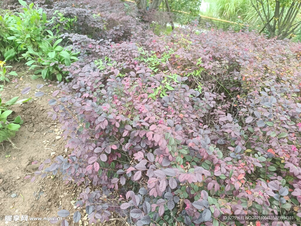 紫叶小檗植物景观