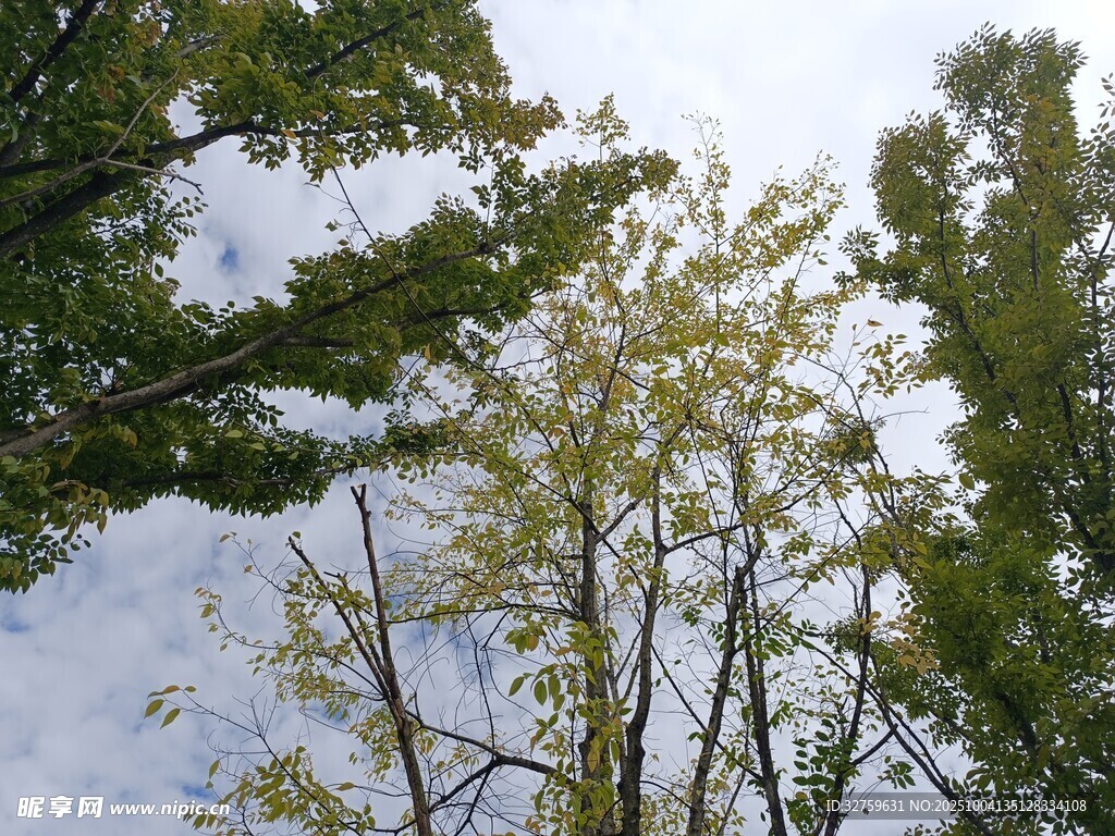 仰视绿树与天空的景致