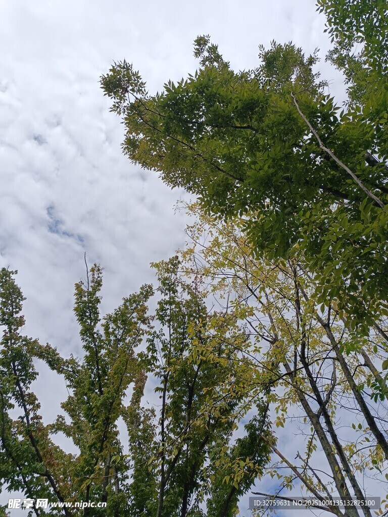 蓝天白云下的翠绿竹林