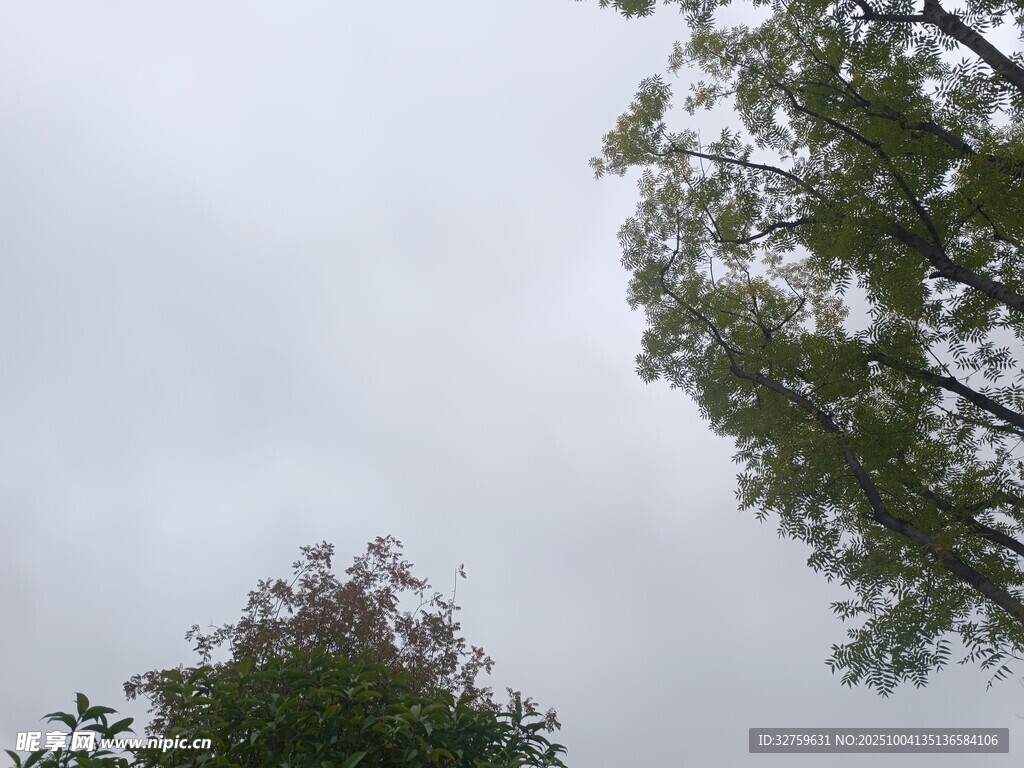 仰视绿树与阴沉天空