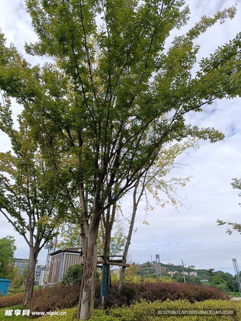 户外葱郁树木景观
