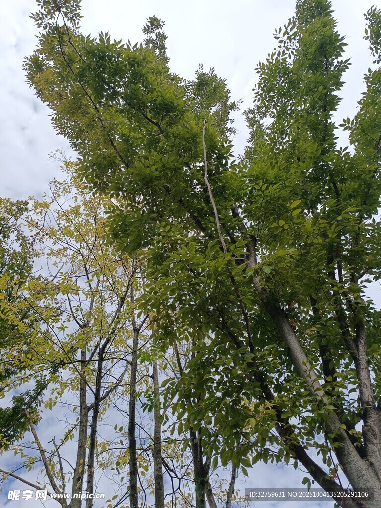 挺拔绿树映蓝天