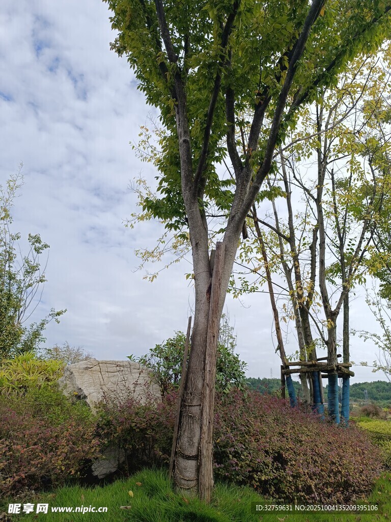 公园中的绿树与灌木丛