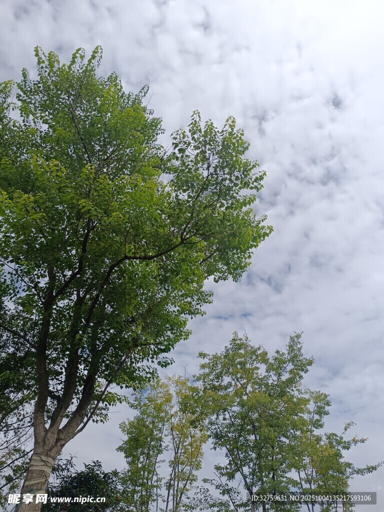 绿树映灰天景象