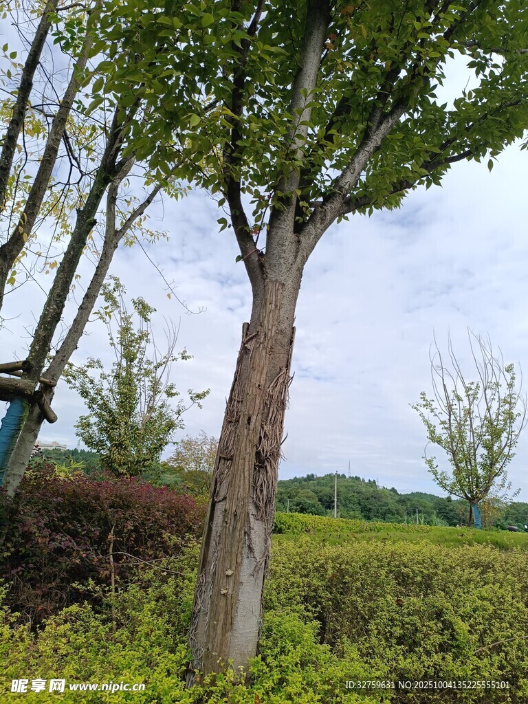 田野中的挺拔树木