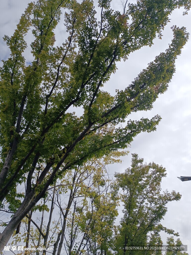 枝叶繁茂的树木