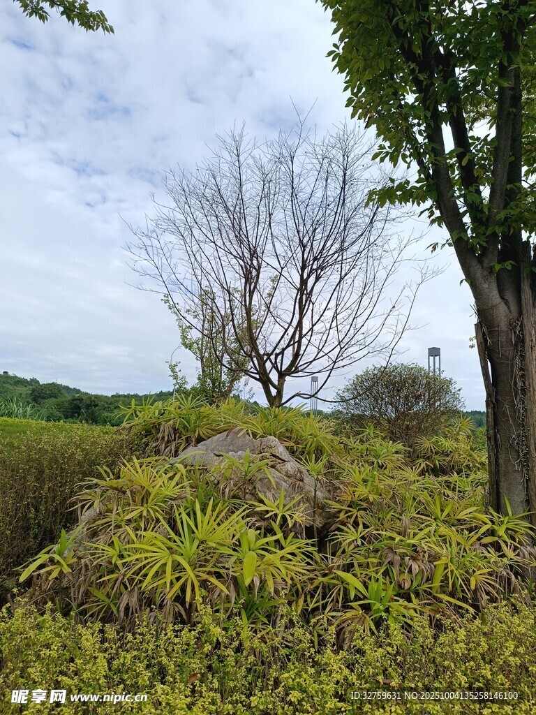 野外绿意盎然的自然景致