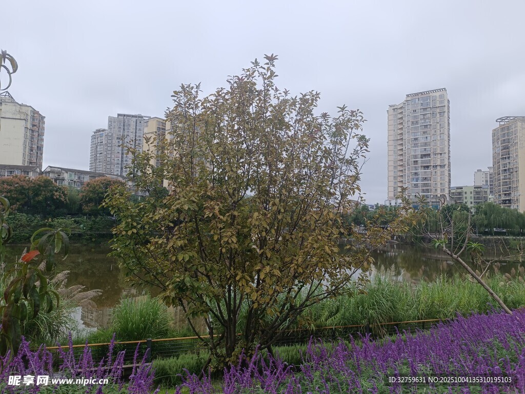 城市中繁花绿树的美丽景致