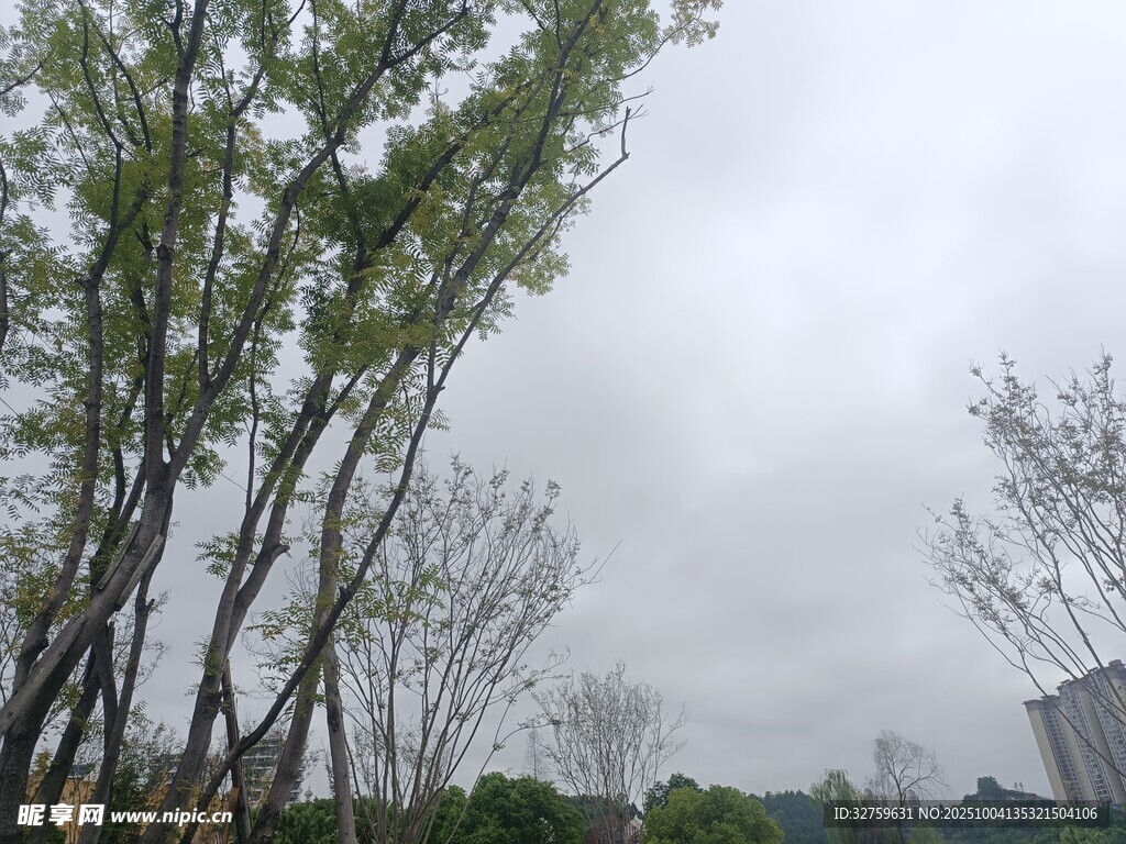 户外绿树成荫的自然景致
