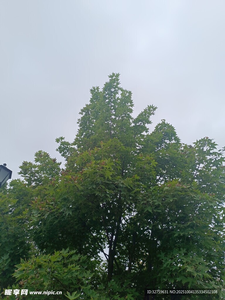 绿树映灰天的自然景致