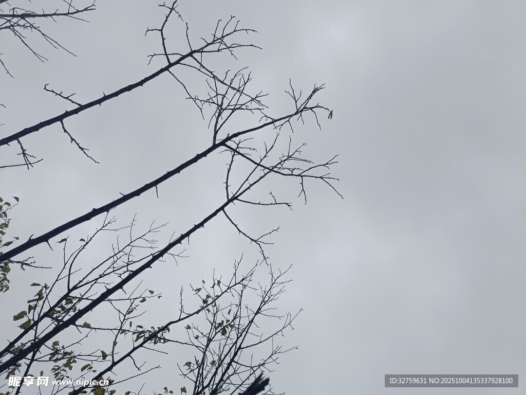 冬日枯树枝干伸向天空