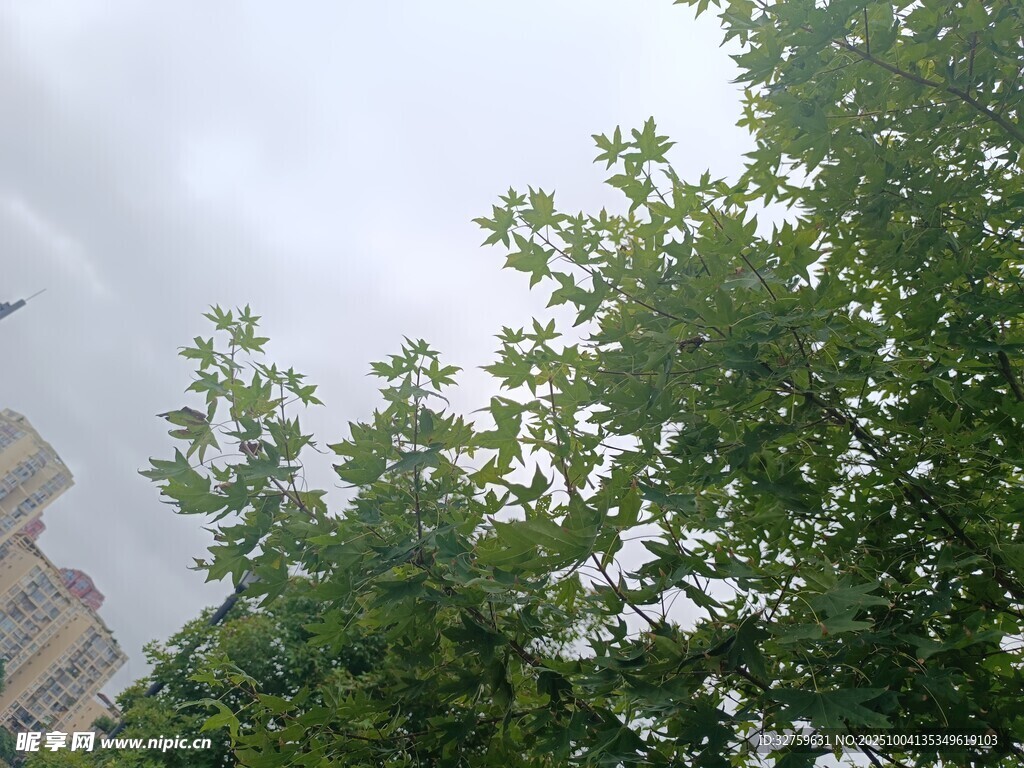 绿树映衬下的城市天际线