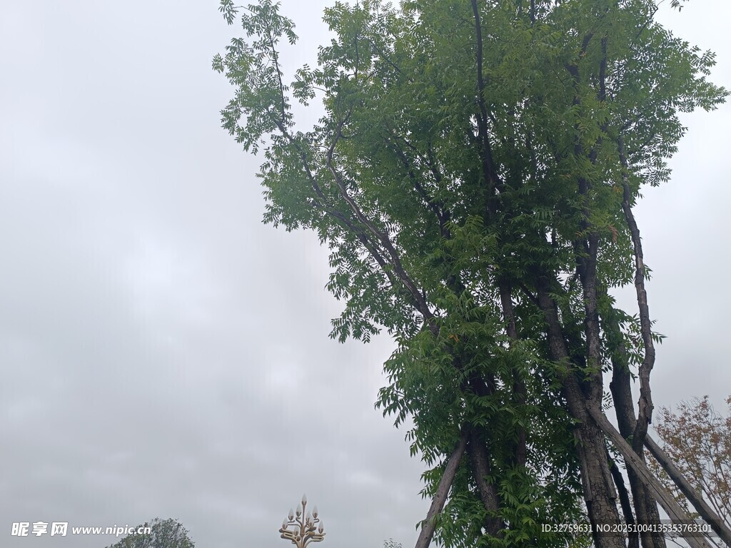 雨中挺立的葱郁大树