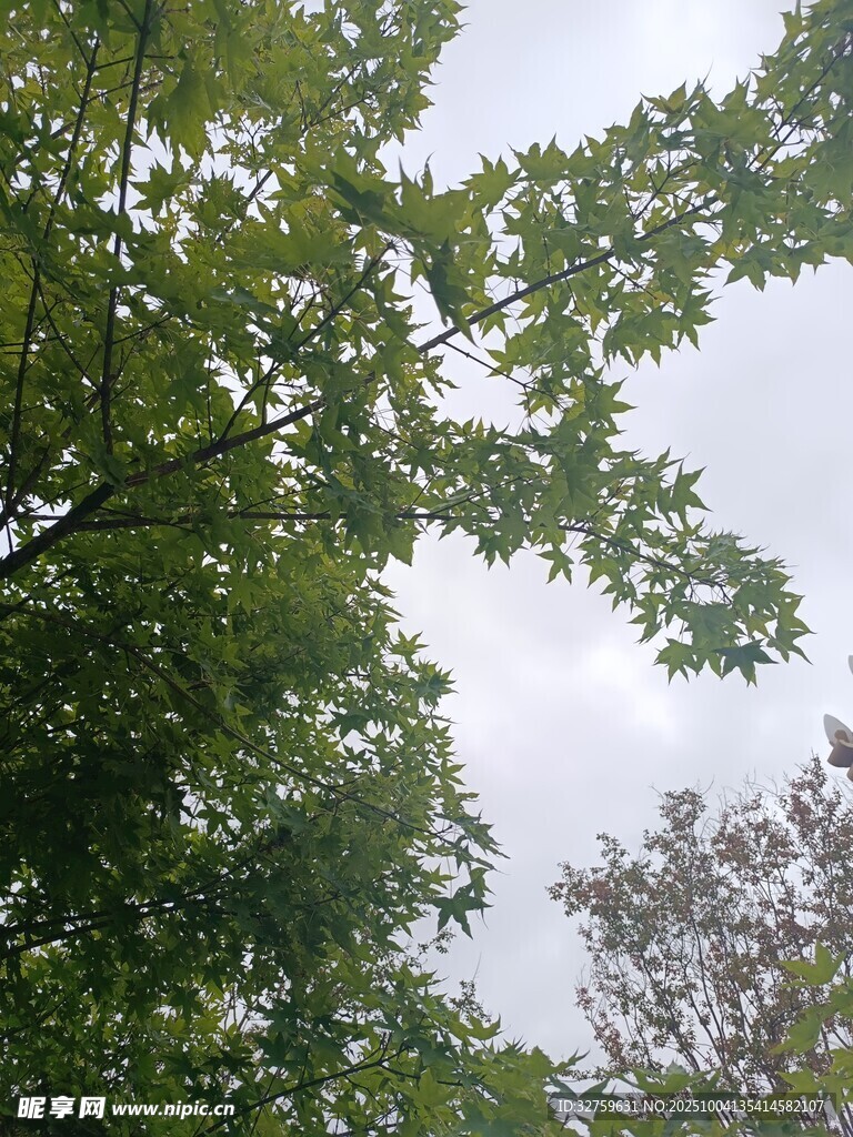 繁茂绿树映衬蓝天白云