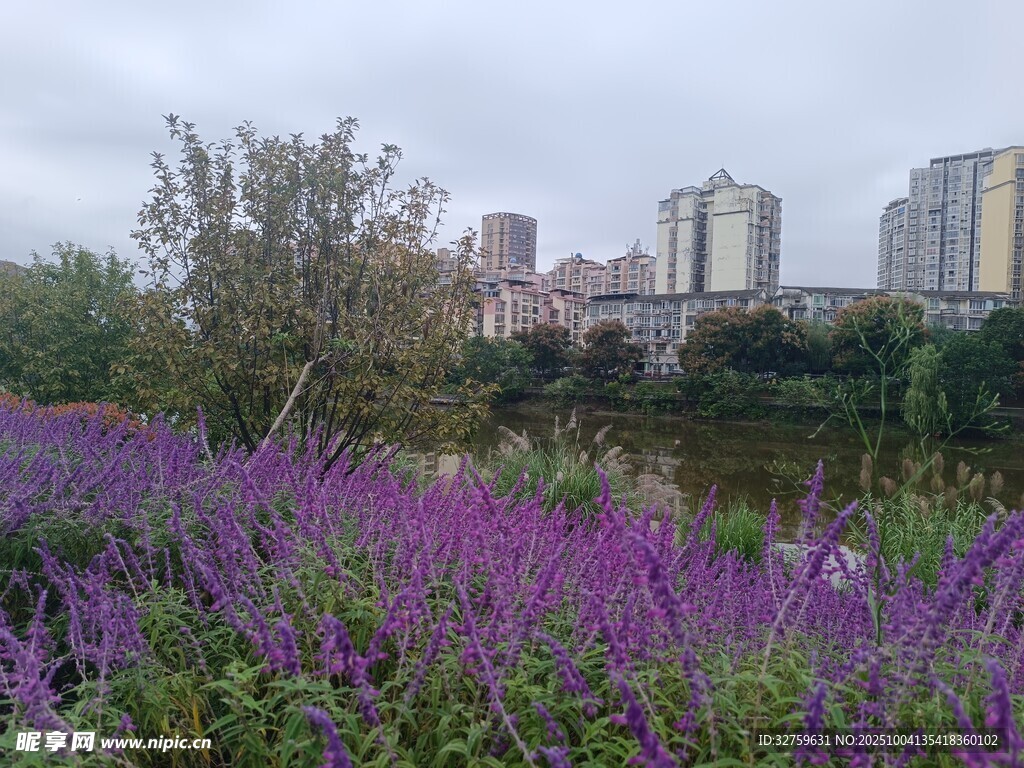 湖畔紫花与城市天际线