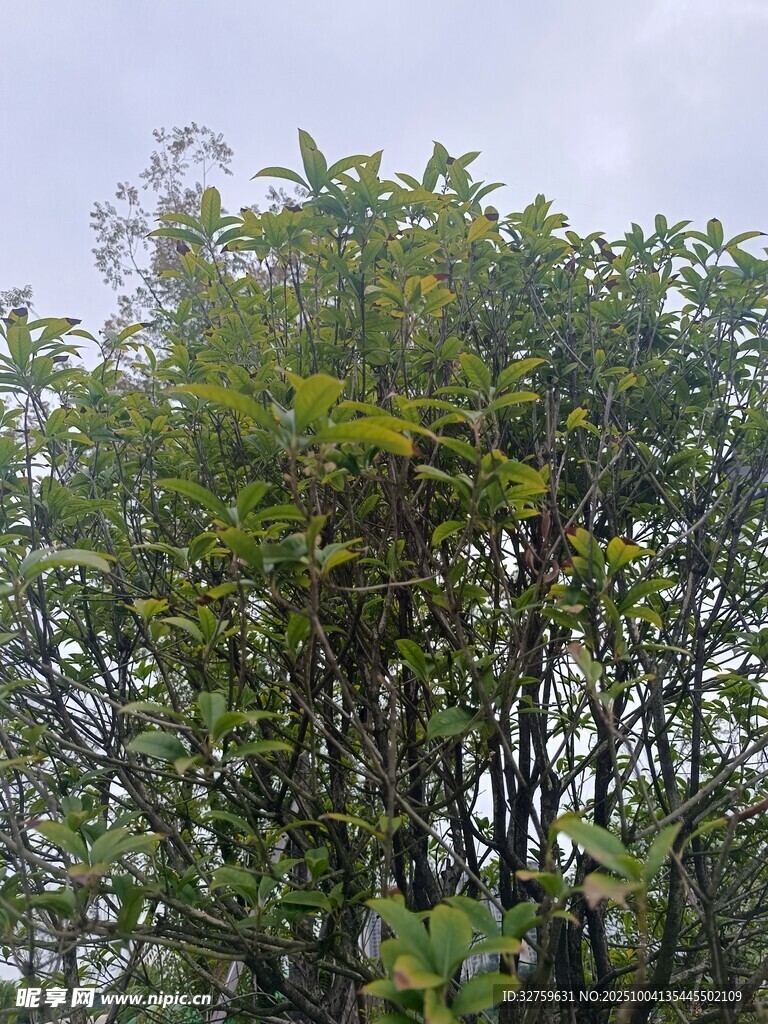 茂密树林绿意盎然