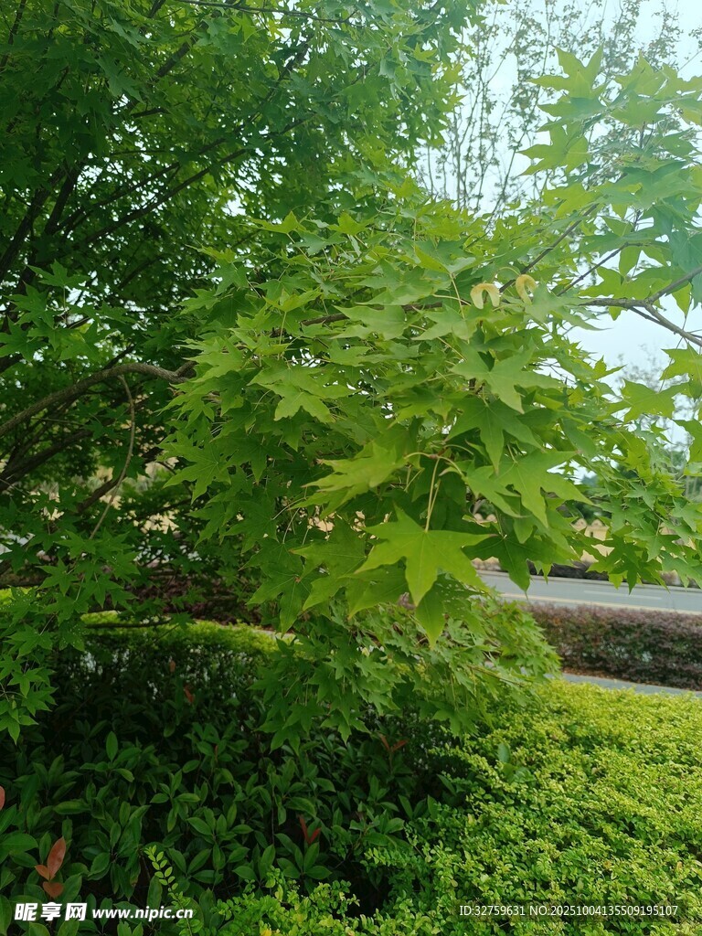 绿意盎然的繁茂植物景观