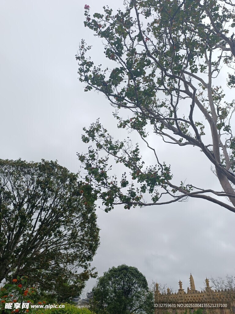 户外树木景观