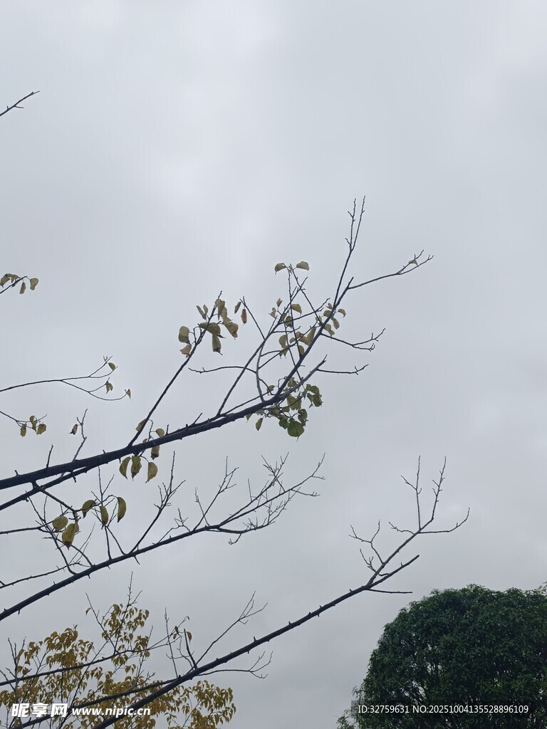枯枝残叶 