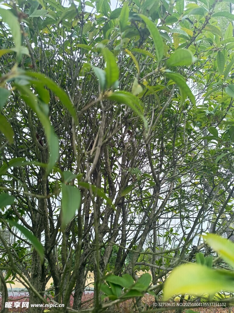 繁茂绿植 