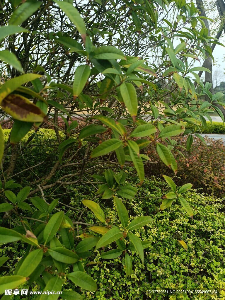 繁茂绿植景观