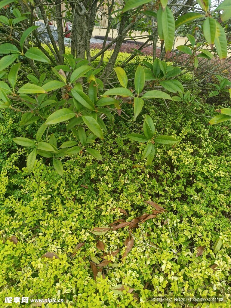 绿意盎然的植物景观
