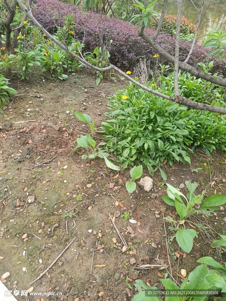 户外杂草丛生的自然场景