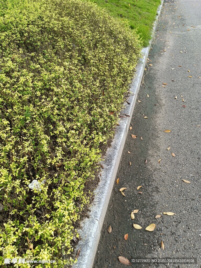 雨后路边绿意盎然的植物