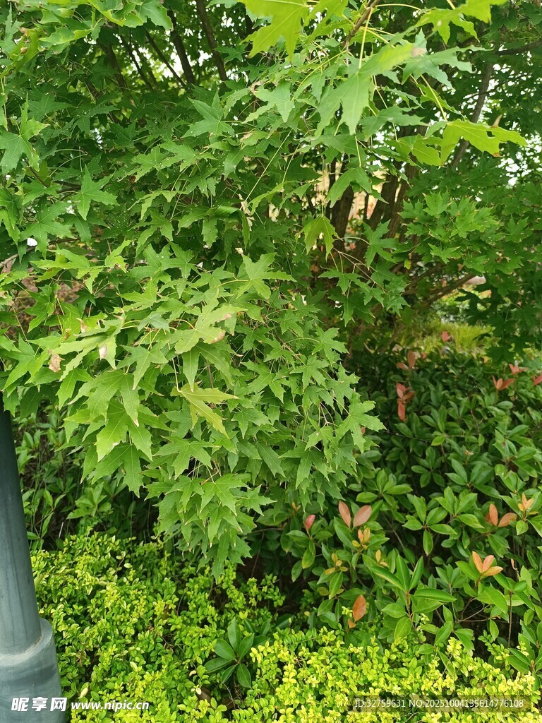 繁茂绿植景观