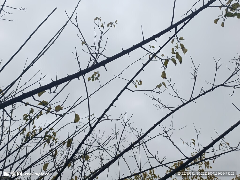 光秃树枝与灰白天空