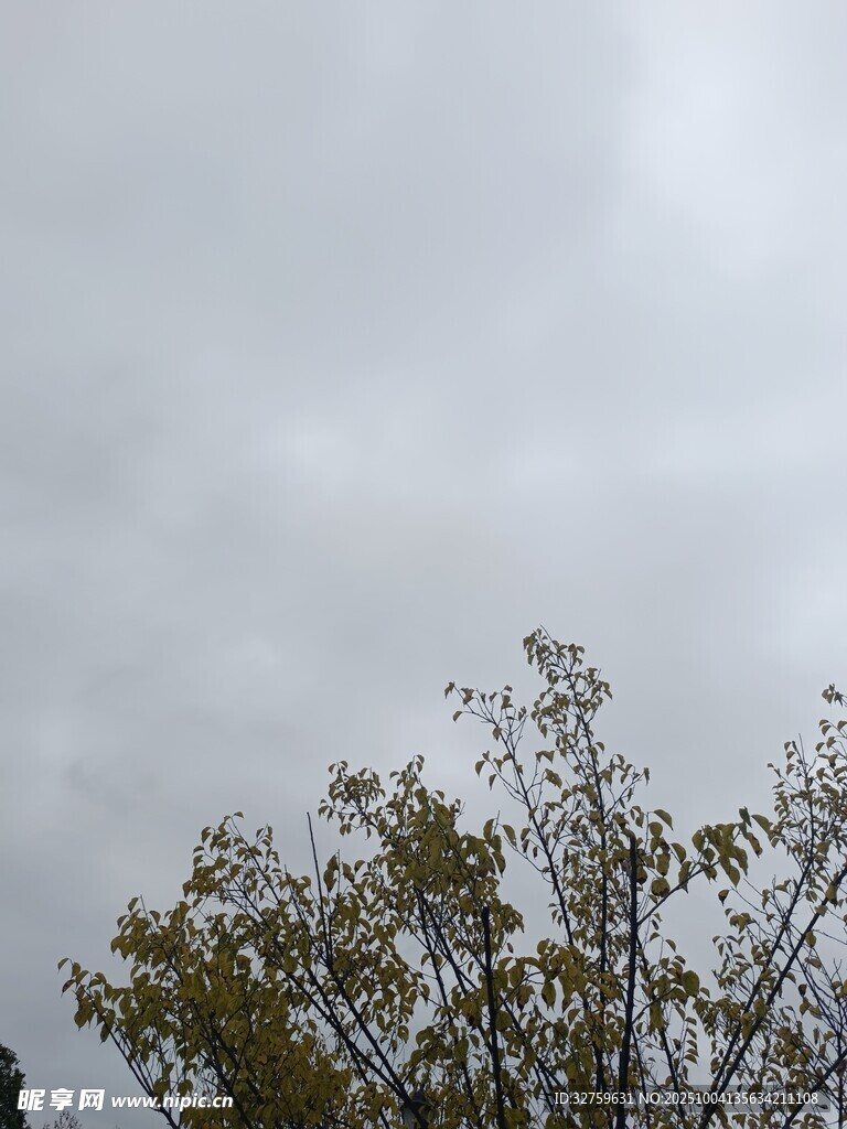 阴天树梢景象
