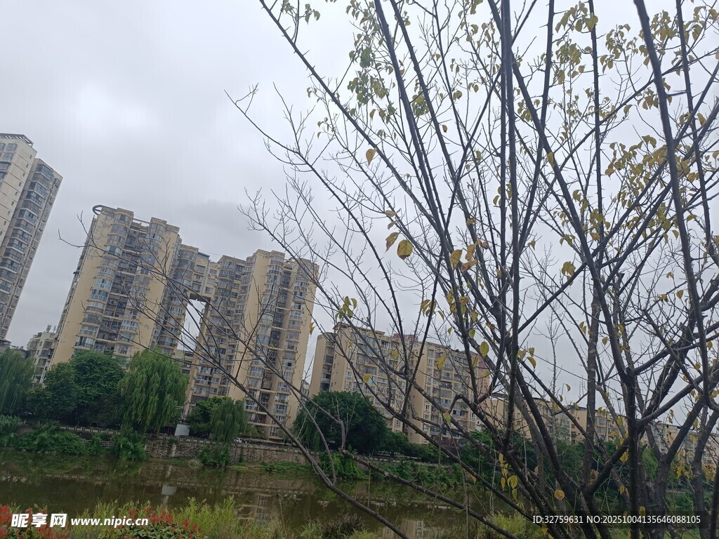 城市高楼旁的萧瑟树木