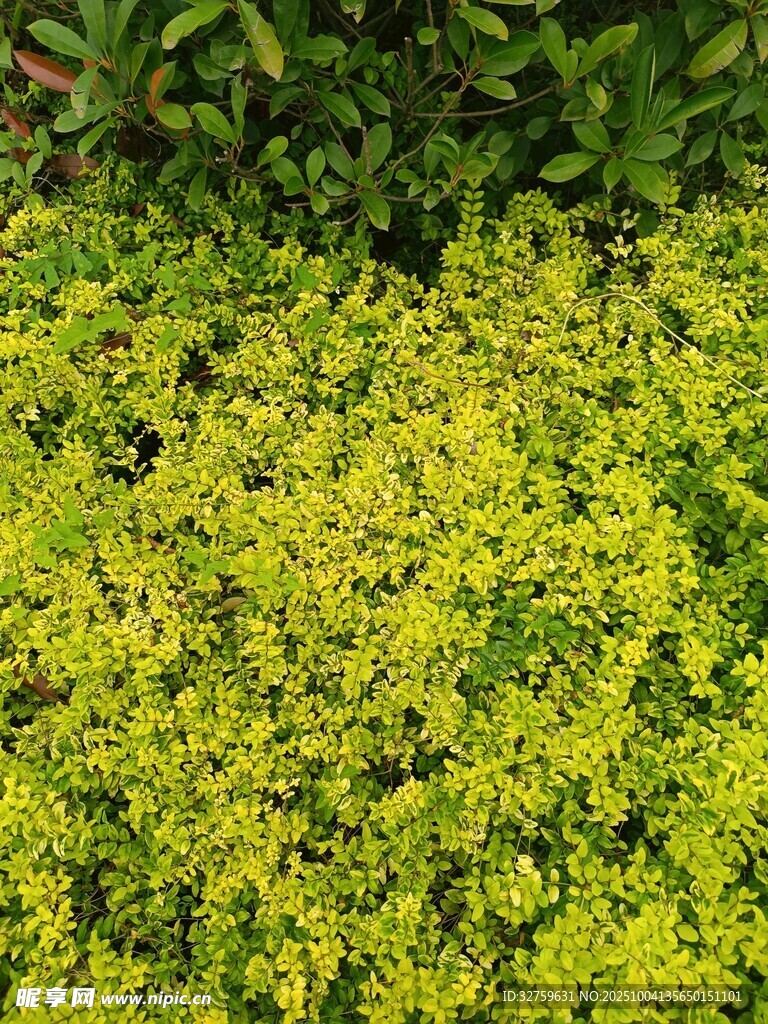 翠绿繁茂的黄色小植物