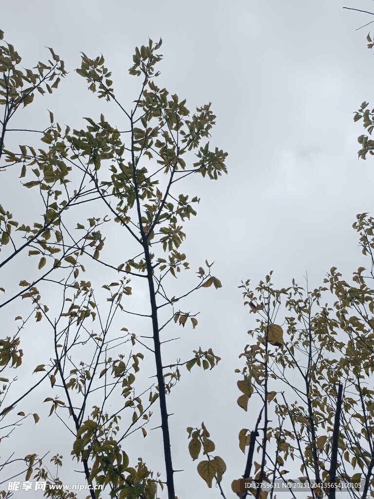天空下的树木枝叶