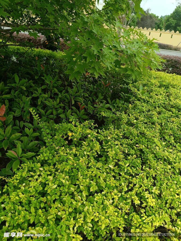 翠绿繁茂的地面绿植景观