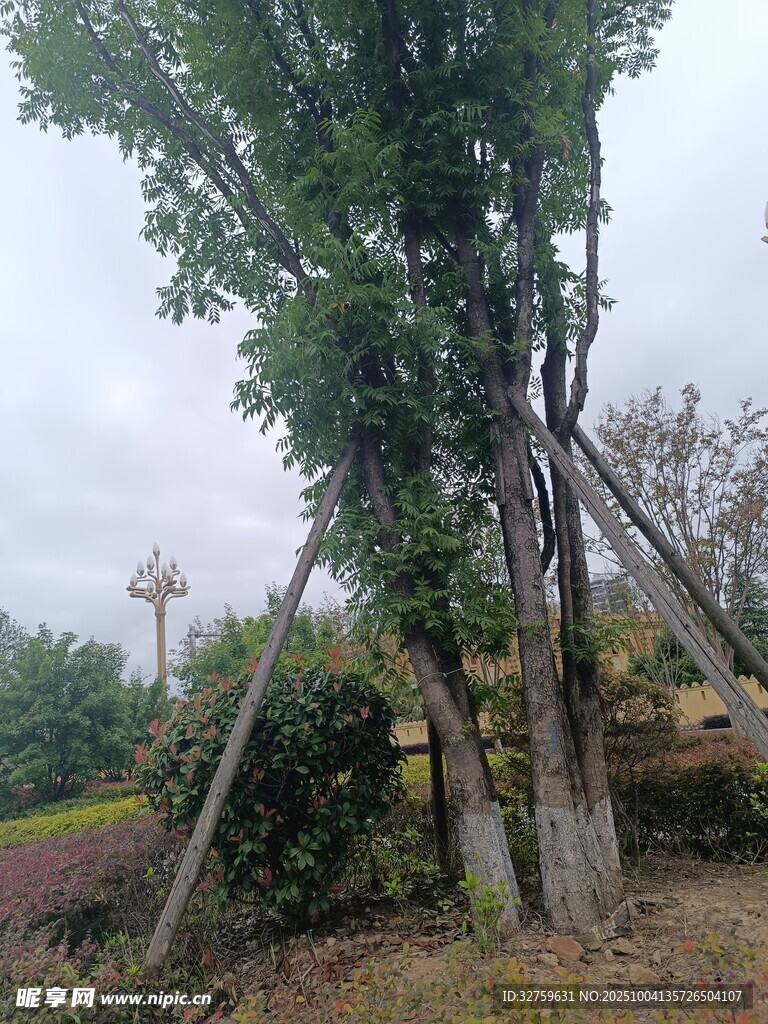 树木支撑加固场景