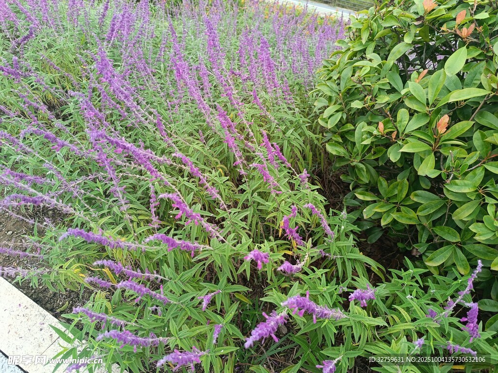 紫色花卉与绿植景观