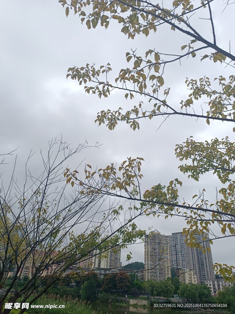 阴天树枝与远处建筑景观