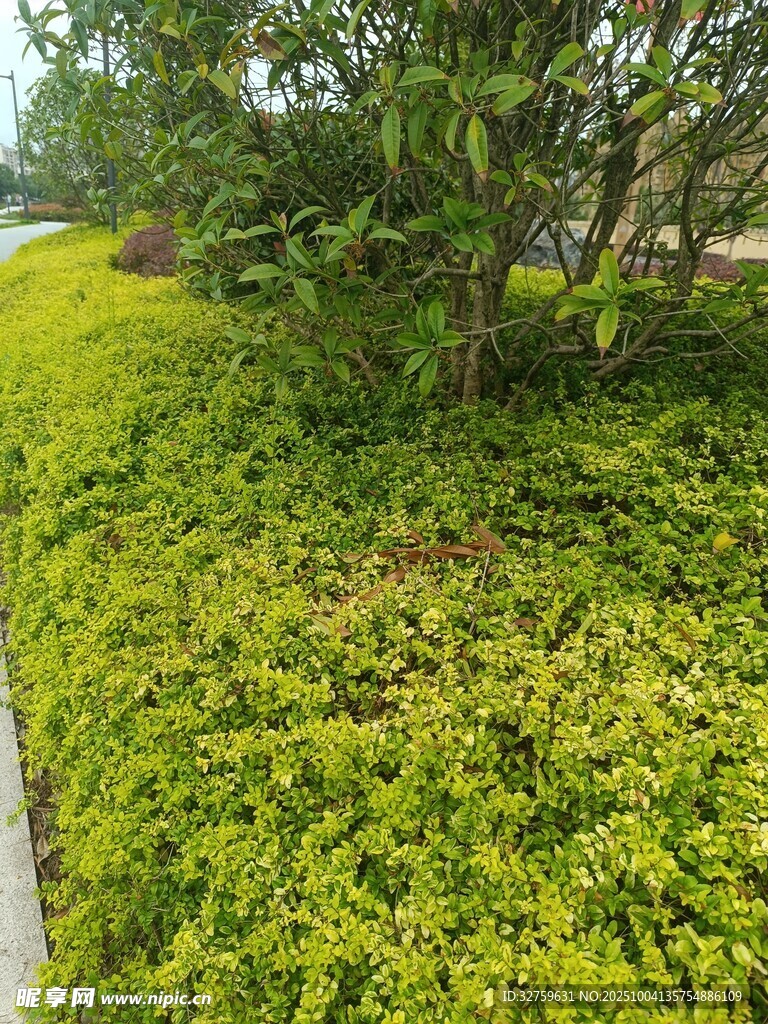 翠绿繁茂的地被植物景观