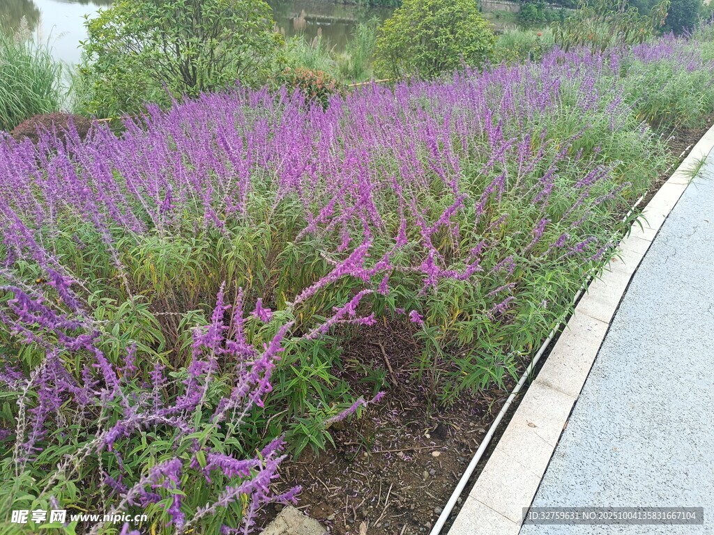 路边紫色花卉景观