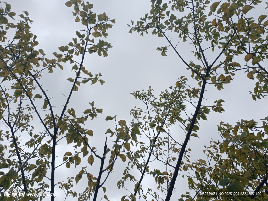 仰视树木枝叶与天空