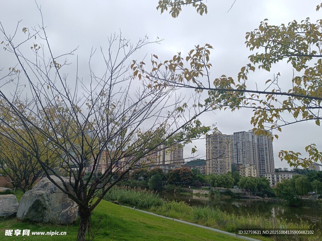 城市公园中的树木与建筑