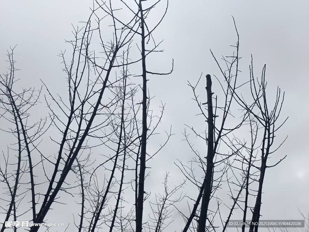 冬日枯树枝干景象